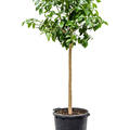 Citrus pompelmo 'Grapefruit', Stamm, im 38cm Topf, H�he 160cm, Breite 65cm