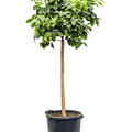Citrus sinensis 'Orange', Stamm, im 38cm Topf, H�he 160cm, Breite 65cm
