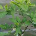 Citrus unshiu, Satsuma Mandarine mit Bl�¼ten