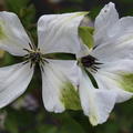 Waldrebe 'Alba Luxurians'mit eleganten weiss-gr�nen Bl�ten