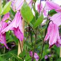 Clematis, Waldrebe 'Aljonushka' (Clematis integrifolia Aljonushka)