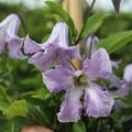 Clematis, Waldrebe 'Betty Corning'