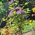 Clematis, Waldrebe 'Blekitny Aniol', Clematis Hybride Blekitny Aniol