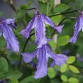 Clematis, Waldrebe 'Blue Rain' (Clematis integrifolia 'Blue Rain')