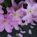 Clematis, Waldrebe 'Comtesse de Bouchaud' (Clematis Hybride Comtesse de Bouchaud)