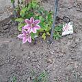 Clematis, Waldrebe 'Darius', Clematis Hybride Darius