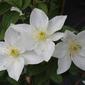 Waldrebe 'Destiny' - gro�e Bl�ten