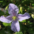 Clematis Blume