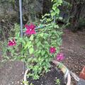 Clematis, Waldrebe  'Ernest Markham', Clematis 'Ernest Markham'