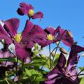 Clematis, Waldrebe 'Etoile Violette'