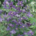 Waldrebe 'Hendersonii'