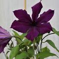 Clematis, Waldrebe 'Honora'