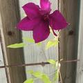 Clematis, Waldrebe 'Honora', Clematis Hybride Honora