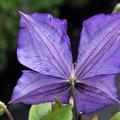 Clematis, Waldrebe 'Jackmanii'