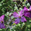 Waldrebe 'Kaaru' reichbl�hende Clematis