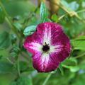 Die kleinen Bl�ten der Waldrebe 'Kermesina'