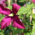 Rote Bl�te der Clematis Madame Julia Correvon