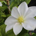 weisse Bl�te der Clematis 'Madame le Coultre'