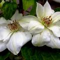 Clematis, Waldrebe Mrs. George Jackman (Clematis Hybride Mrs George Jackman)