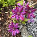 Clematis, Waldrebe 'Mrs N. Thompson', Clematis Hybride Mrs N. Thompson