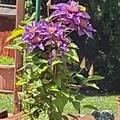Clematis, Waldrebe 'Piilu', Clematis Hybride Piilu