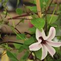 Clematis, Waldrebe 'Princess Kate�'