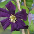 Clematis, Waldrebe 'Romantika'