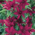 Clematis, Waldrebe 'R��tel'
