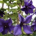 Waldrebe 'Semu' w�chsige Clematis