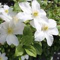 Clematis-Bl�te