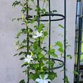 Clematis, Waldrebe 'Shirayukihime'  die grossblumige Schneeflocke, Clematis patens 'Shirayukihime'