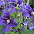 Clematis, Waldrebe 'Durandii' (Clematis integrifolia 'Durandii')