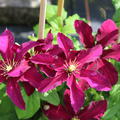 Die roten Bl�ten der Clematis 'Sunset'