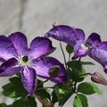 Violette Bl�ten der Waldrebe 'Venosa Violacea'