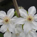 reichbl�hende Waldrebe 'Vilhelmina'