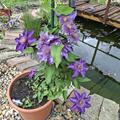 Clematis, Waldrebe 'Vyvyan Pennell', Clematis 'Vyvyan Pennell'