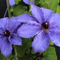 Clematis-Bl�ten