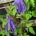 Clematis alpina