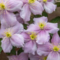Clematis Waldrebe, Clematis montana 'Mayleen'