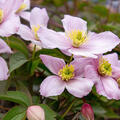Clematis Waldrebe, Clematis montana Tetrarose