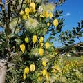 Clematis tangutica, Gold-Waldrebe