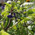 Clematis heracleifolia 'Cassandra'