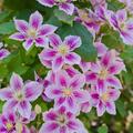 Clematis Piilu, grossbl�tige Waldrebe, Hybride