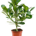 Clusia rosea 'Green Magic', im 17cm Topf, H�he 50cm, Breite 35cm