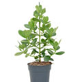Clusia rosea 'Princess', Busch 1pp, im 27cm Topf, H�he 100cm, Breite 60cm
