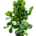 Clusia rosea, im 24cm Topf, H�he 110cm, Breite 40cm