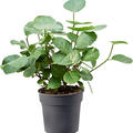Coccoloba uvifera, Busch, im 30cm Topf, H�he 75cm, Breite 65cm