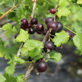 Jostabeere, Confi�-Beere Jomini�, Ribes x nidigrolaria, korr
