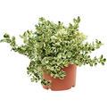 Coprosma repens 'Marble Queen', Busch, im 21cm Topf, H�he 35cm, Breite 35cm