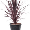 Cordyline australis 'Black Night', im 32cm Topf, H�he 90cm, Breite 55cm